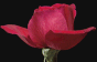 a rose